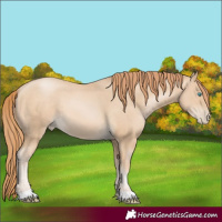 Horse Color:Buckskin Pearl 