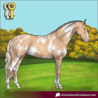 Horse Color:White Spotted Gold Champagne 