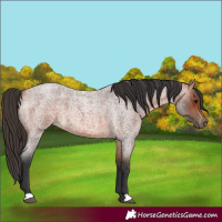 Horse Color:Bay Roan