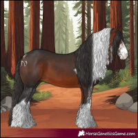 Horse Color:White Spotted Bay Tobiano