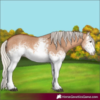 Horse Color:White Spotted Silver Bay Dun