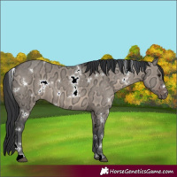 Horse Color:White Spotted Brown Ice Dun
