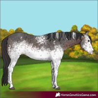 Horse Color:White Spotted Brown Ice 
