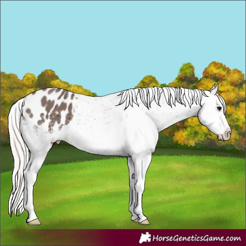 Horse Color:White Spotted Silver Black Ice Appaloosa