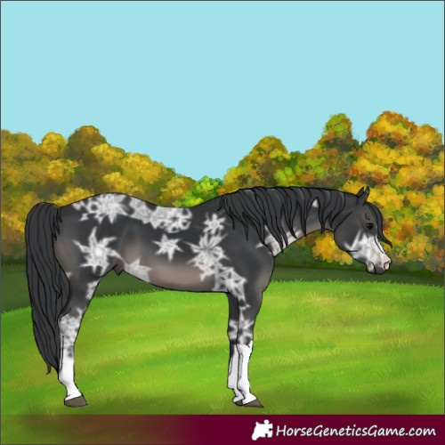 Horse Color:Black Ice 