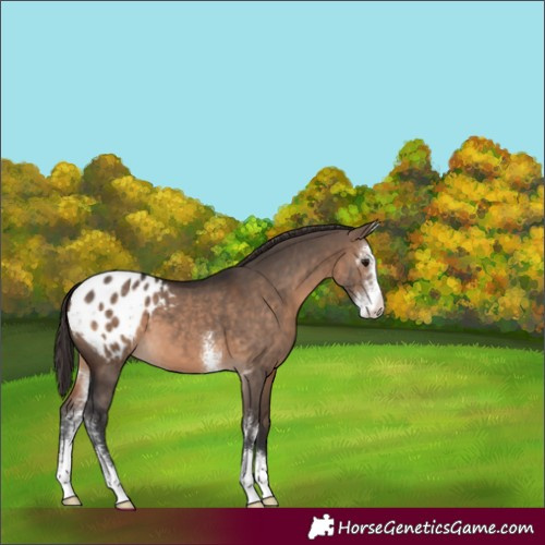 Horse Color:Brown Dun Sabino Appaloosa 