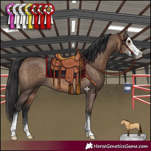 Horse Color:Brown Dun Sabino 