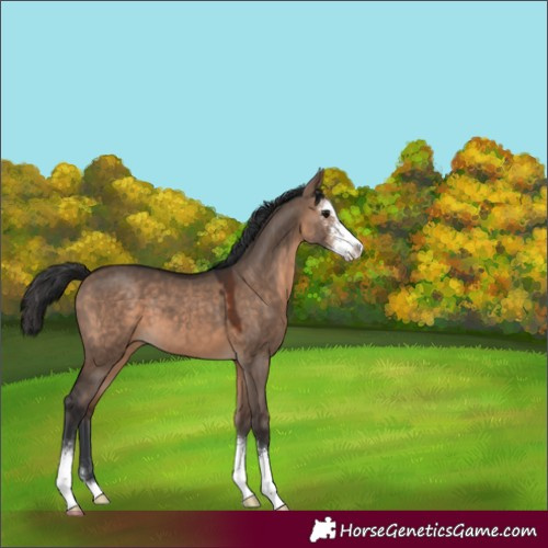 Horse Color:Brown Dun Sabino 