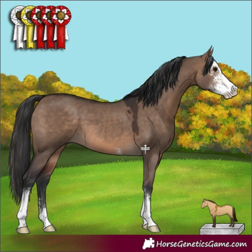 Horse Color:Brown Dun Sabino 