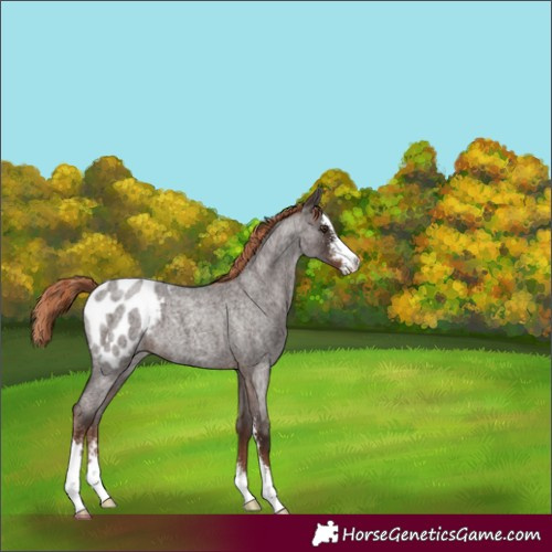 Horse Color:Liver Red Roan Sabino Appaloosa 