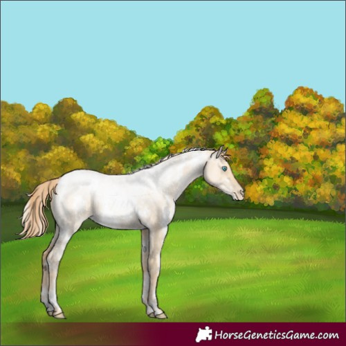 Horse Color:White Spotted Buckskin Pearl Dun 