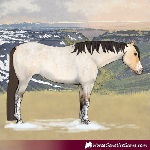 Horse Color:White Spotted Buckskin Roan Dun Brindle 