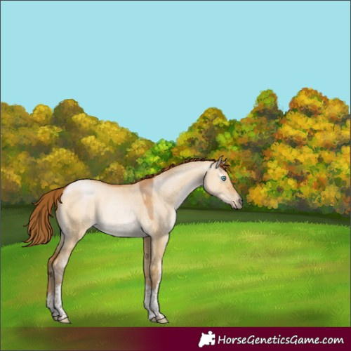 Horse Color:Gray White Spotted Buckskin Pearl Dun Tobiano 