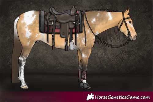 Horse Color:White Spotted Buckskin Dun 