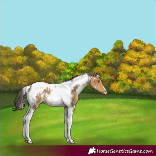 Horse Color:White Spotted Buckskin Dun Tobiano Brindle 