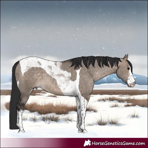 Horse Color:White Spotted Brown Dun Tobiano 