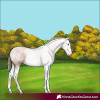 Horse Color:White Spotted Liver Red Roan Pearl Splash 