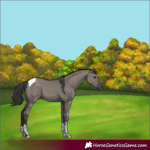 Horse Color:White Spotted Smoky Grullo Tobiano 