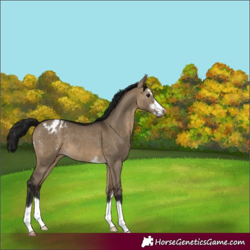 Horse Color:Gray Bay Dun Appaloosa 