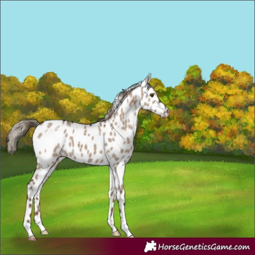 Horse Color:White Spotted Liver Red Dun Appaloosa 
