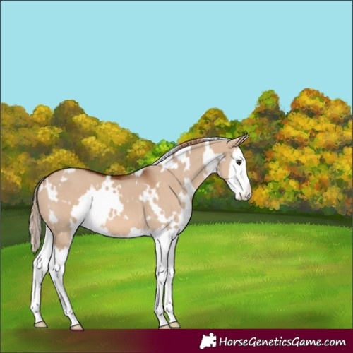 Horse Color:White Spotted Red Dun Splash 