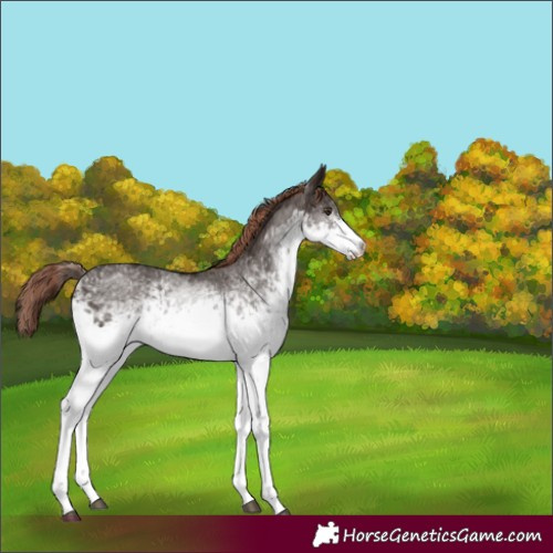 Horse Color:White Spotted Liver Chestnut Sabino 