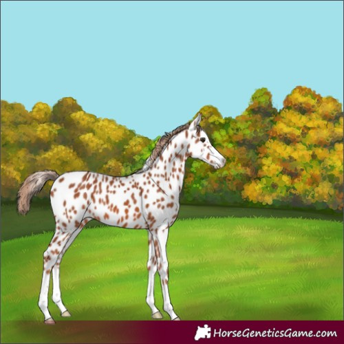 Horse Color:White Spotted Chestnut Appaloosa 