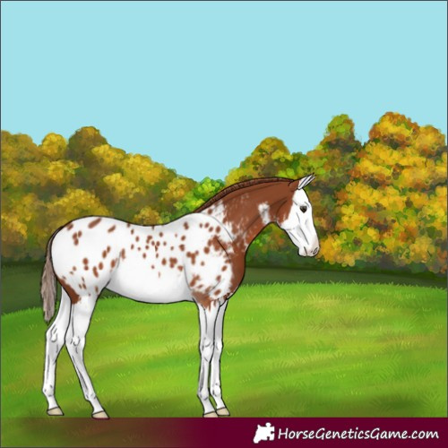 Horse Color:White Spotted Chestnut Splash Near Leopard 