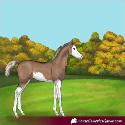 Horse Color:White Spotted Liver Red Dun Splash 