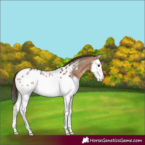 Horse Color:White Spotted Bay Dun Splash Appaloosa 