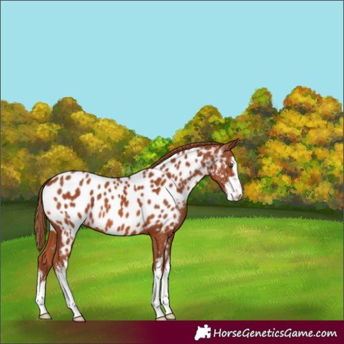 Horse Color:White Spotted Chestnut Near Leopard 