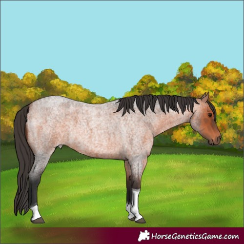 Horse Color:Bay Roan Tobiano 