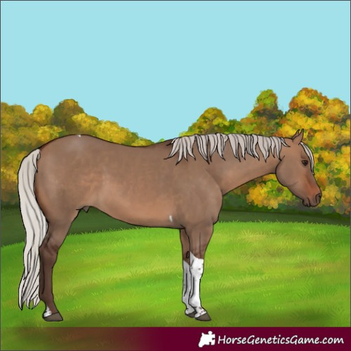 Horse Color:Silver Brown Dun Tobiano 