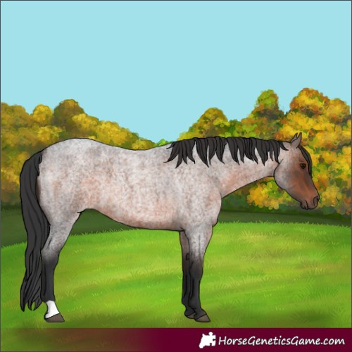 Horse Color:Brown Roan 
