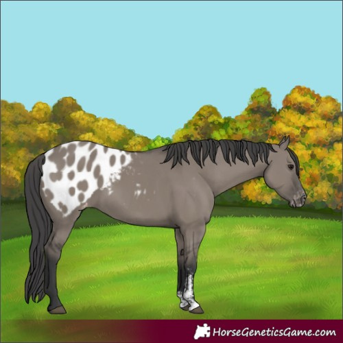 Horse Color:Grullo Sabino Appaloosa 