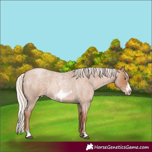 Horse Color:Silver Blue Roan Pearl Frame 