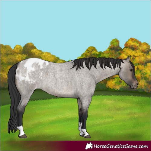 Horse Color:Brown Roan Dun Tobiano Blanket 