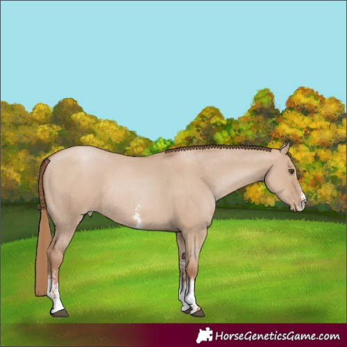 Horse Color:Grullo Pearl Sabino Rabicano 