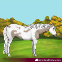 Horse Color:Silver Grullo Splash Tobiano Frame