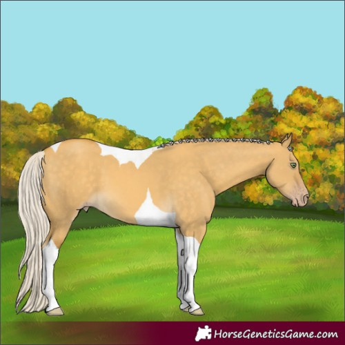 Horse Color:Silver Sable Cream Champagne Dun Tobiano 