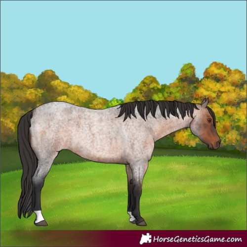 Horse Color:Brown Roan Rabicano 