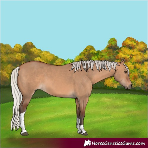 Horse Color:Silver Brown Dun Tobiano 