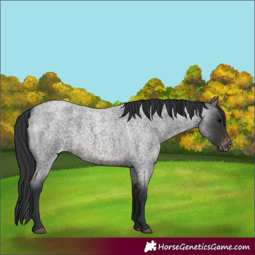 Horse Color:Brown Roan Appaloosa 