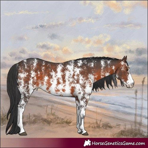 Horse Color:Brown Sabino Rabicano 