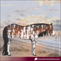 Horse Color:Brown Sabino Rabicano