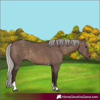 Horse Color:Silver Brown Dun Tobiano 