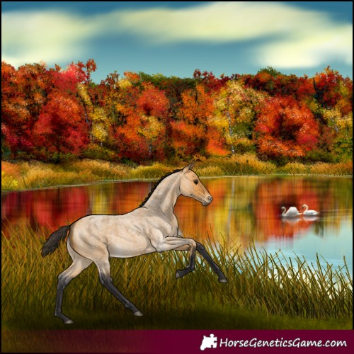 Horse Color:Buckskin Roan 