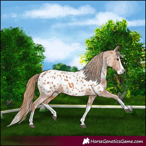 Horse Color:Chestnut Splash Appaloosa 