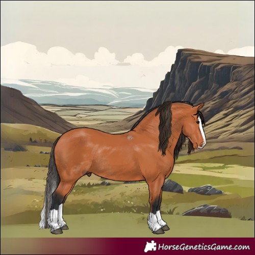 Horse Color:Bay Splash Rabicano 