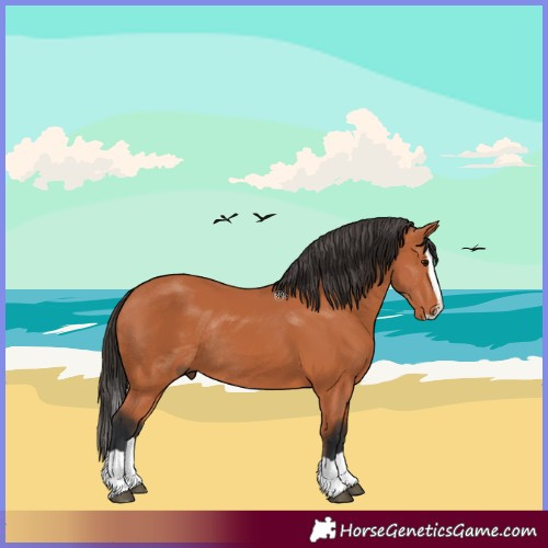 Horse Color:Bay Splash Rabicano 